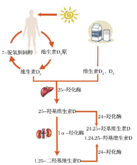 图1 VD活性形式转变示意图