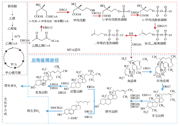甾醇代谢合成途径