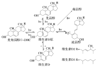 图2 VD的光化学反应